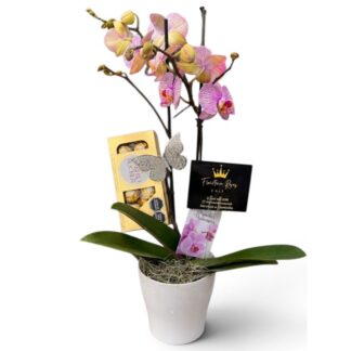 Orquídea Catleya Rosada con Chocolates Ferrero